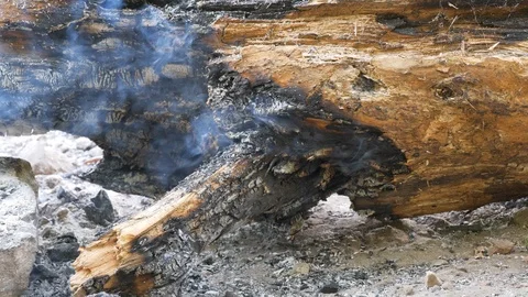 Burned Tree Log Still Hot and Smoking Stockbeeldmateriaal 115568276