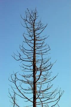 Burned tree Stock Photos