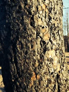 Burned tree Foto stock