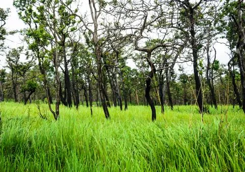 Burned  tree. Fotos Stock