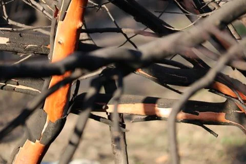 Burned Tree Stock Photos