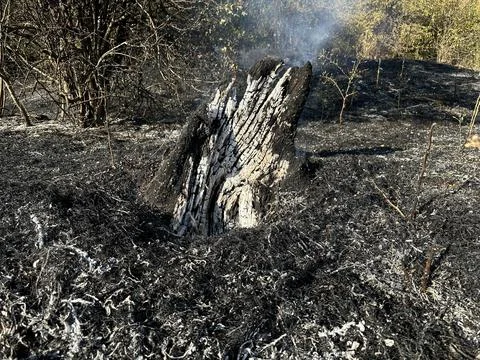 Burned tree stump and ash landscape after wildfire. Climate change and environme Stock Photos