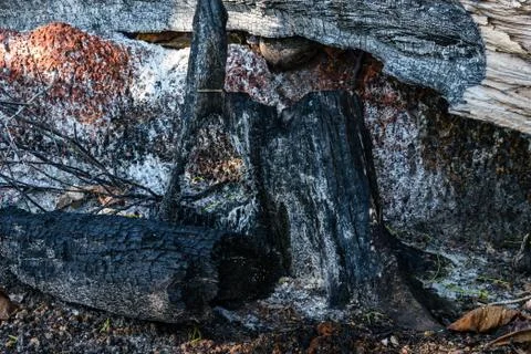 Burned tree stump. Foto stock
