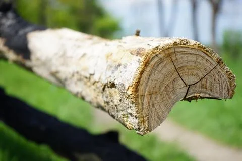 Burned tree trunk lying in the spring park Stock Photos