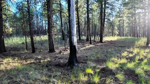 Burned Tree Trunk Standing In Pine Forest Stock Photos