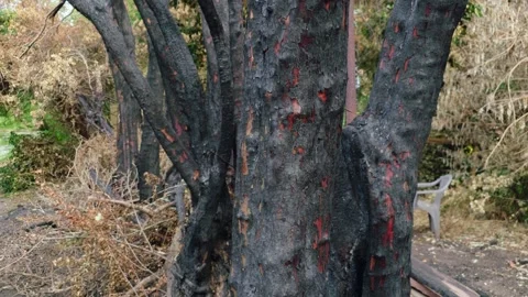 Burned tree trunks with blackened bark after woodland fire. Scorched vegetation Stock Footage 342334580