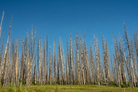 Burned Tree Trunks Contrast Against Bright Blue Sky Fotos de archivo