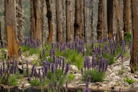 Burned Tree Trunks Remain Standing Among Purple Flowers Fotos de archivo