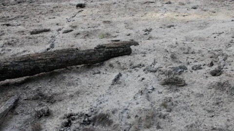 Burned trees after a forest fire panning shot Stock Footage 52051609