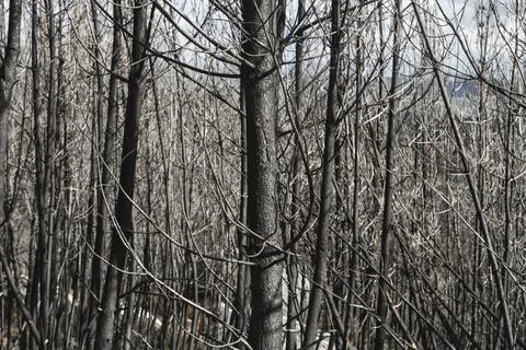 Burned trees after a forest fire Stock Photos