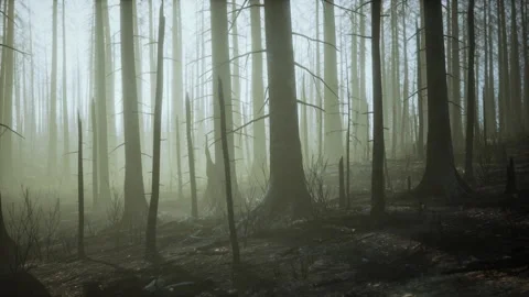 Burned trees after wildfire with pollution and a lot of smoke Stock Footage 230464635