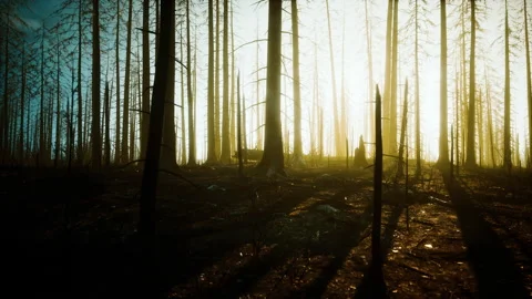 Burned trees after wildfire with pollution and a lot of smoke Vídeo Stock 238454497