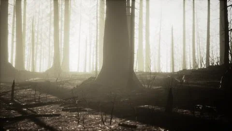 Burned trees after wildfire with pollution and a lot of smoke Stock Illustration
