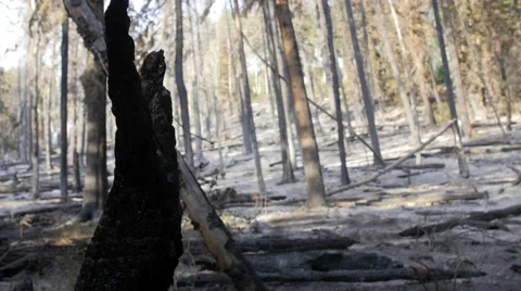 Burned trees after a wildfire rack focus Stock Footage 52051792