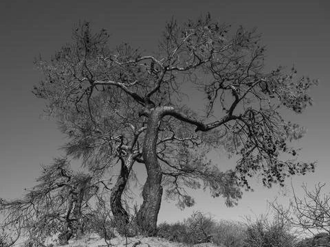 Burned trees and dramatic landscape Stock Photos