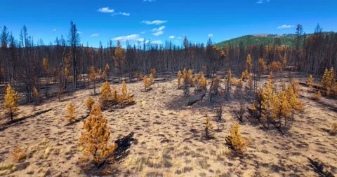 Burned Trees and Forest from Wildfire Idaho Aerial Drone Stock Footage 289742417