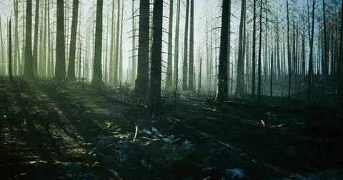 Burned trees create a haunting landscape in a forest recovering from a wildfi Illustrazione stock