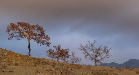 Burned trees at edge of mountain cliff at sunset. Nature disaster forest fire Stockfoto's