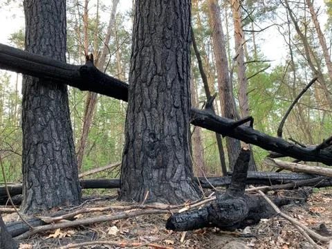 Burned trees in the forest after a fire. Traces of fire on trees in a park. B Stock Photos