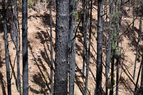 Burned trees in forest after fire, charred pine tree, Stock Photos