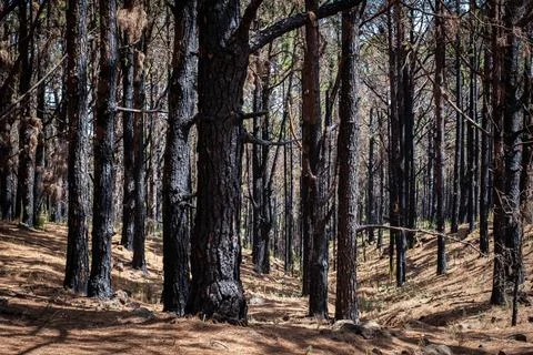 Burned trees in forest after fire, wildfire landscape, Tenerife Stock Photos
