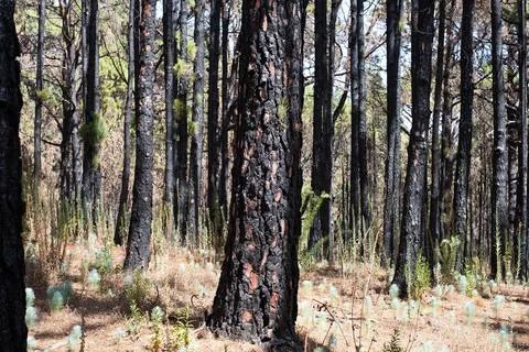 Burned trees in forest after fire, charred pine tree, Stock Photos