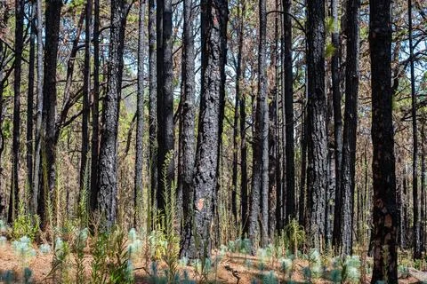 Burned trees in forest after fire, charred pine tree, Foto stock