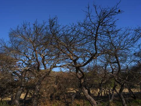 A burned trees in a forest Stock-Fotos