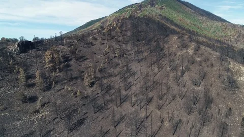 Burned trees to green trees Stock Footage 92620381