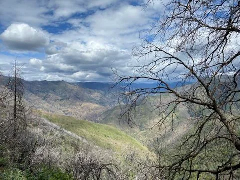 Burned Trees On A Mountain Stock Photos