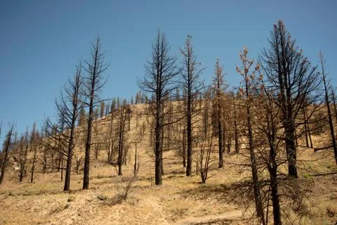 Burned Trees 스톡 사진