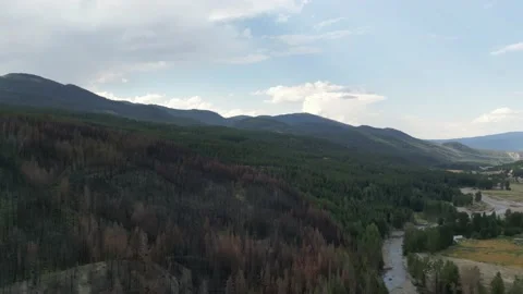 Burned trees on slope pan to valley with mountains in the background Stock Footage 219597658