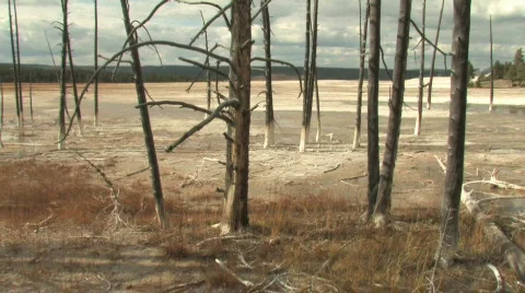 Burned Trees Yellowstone Stock Footage 270283