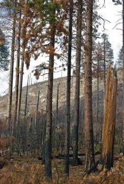 Burned trees- yosemite Stock Photos