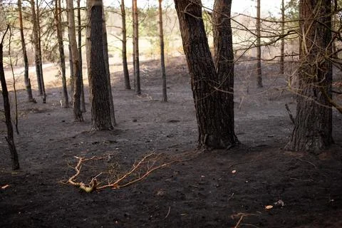 Burned trunks of pine trees in the woods, coal and ash on the ground Stock Photos