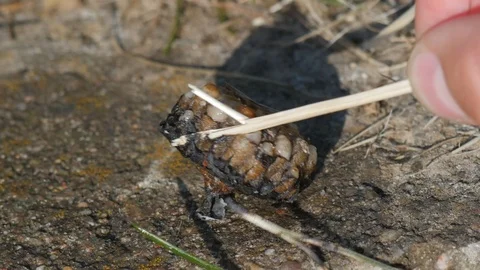 Burned wasp nest,  larvae Stock Footage 90096119