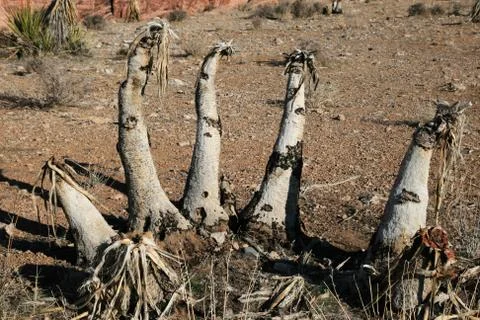 Burned yucca Stock Photos