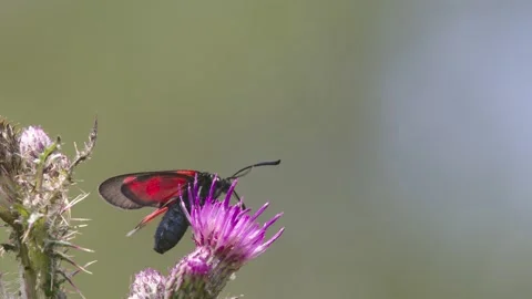 Burnet moth feeding on Thistle Flower, Slow-motion, 4K. Video stock 134836760