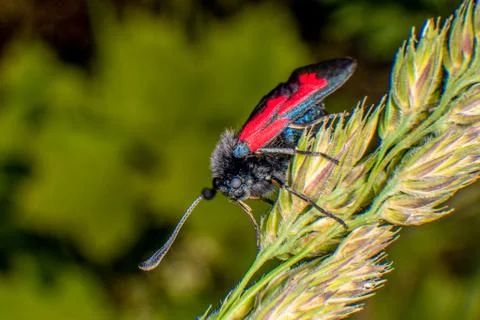 Burnet moth Stock Photos