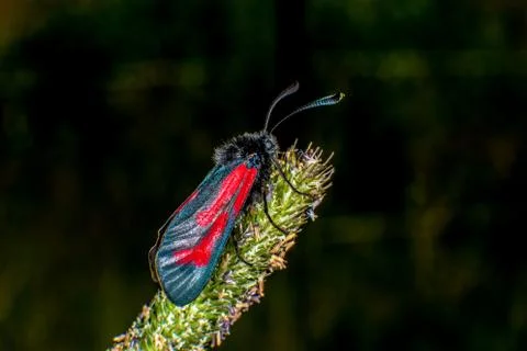 Burnet moth Stock-Fotos
