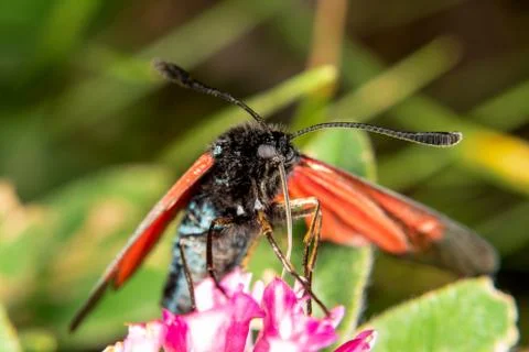 Burnet moth Stock Photos