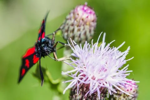 Burnet moth on a thistle flower Stock Photos