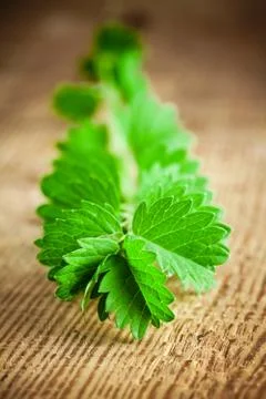 Burnet Stock Photos