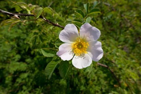 Burnet rose, close-up Stock Photos