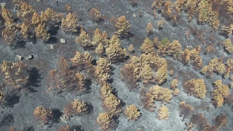 Burnfores Stockbeeldmateriaal 202627622