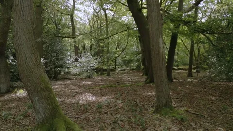 Burnham Beeches: we move through beech wood. Sunlight filters through leaves. 库存影片 255731253