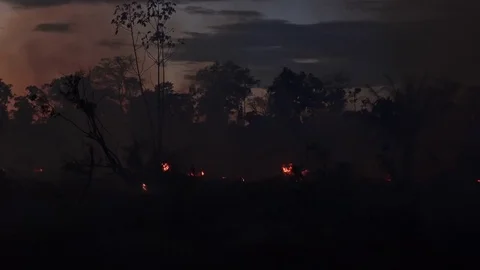Burning the Amazon forest Stock Footage 77248987