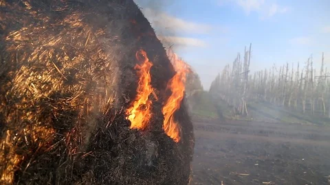 Burning bale of hay. Dry straw fires in the fields. After harvest To prepare the Stock Footage 128943377