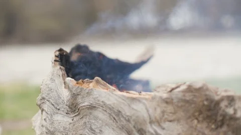 Burning bark of old tree lying on grass in forest. Burning firewood in forest Stock Footage 91357466