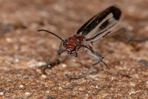 Burning Blister Beetle Stock Photos